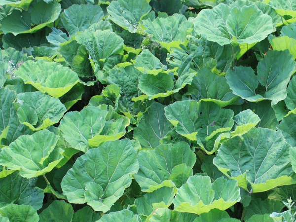 머위 효능과 부작용 알아보기 2 머위 사진