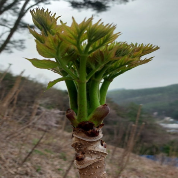 두릅 효능 알아보기 2 자연 두릅 사진